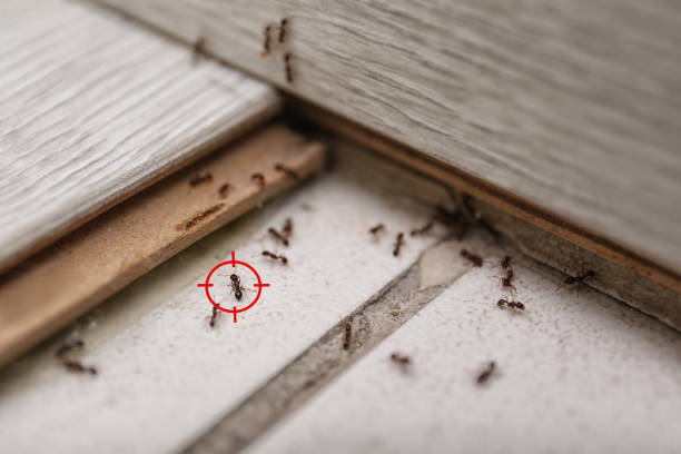 Best Exterminator Services  in Meadow Vista, CA