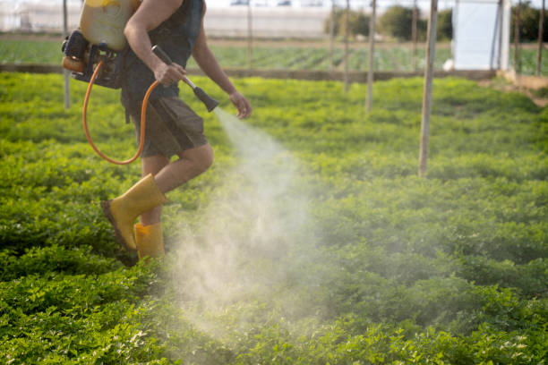 Best Mosquito Control Services  in Meadow Vista, CA
