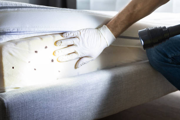 Best Ant Control Services  in Meadow Vista, CA