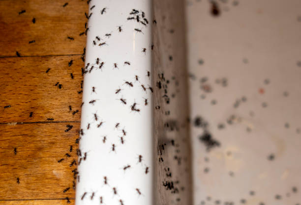 Best Affordable Pest Control Services  in Meadow Vista, CA