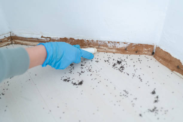 Best Best Pest Control Companies  in Meadow Vista, CA